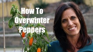 How to Overwinter Peppers [upl. by Kalmick]