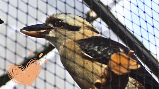 A kookaburra [upl. by Rases]