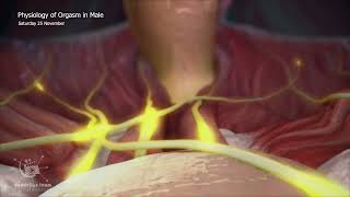 physiology of orgasm in malesTrailer [upl. by Mady]