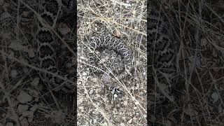 This rattlesnake was FAT [upl. by Nomor474]