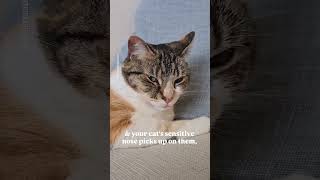 What does your cat know about you Audio prideofkittycats shorts catfacts smartcats cutecats [upl. by Ginsburg398]