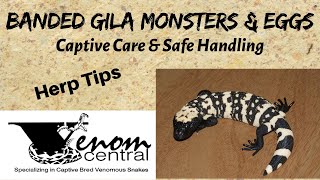 Gila Monsters Captive Care amp Safe Handling [upl. by Teraj]