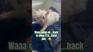 Sleepy Hazel Ann dogsofyoutube furkids doglover dogshorts [upl. by Anagrom]