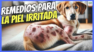 🔴 REMEDIOS CASEROS PARA LA PIEL IRRITADA DE LOS PERROS 🔴 [upl. by Leary]