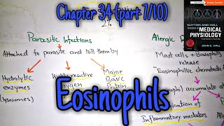 Eosinophils chapter 34 part 7 Guyton and Hall text book of physiology [upl. by Ahsaercal11]