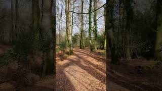 Thorncombe Wood Dorset nature beech [upl. by Aremmat]