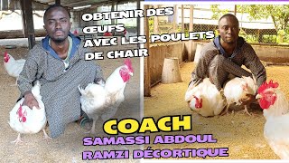 Voici La Solution pour obtenir des œufs avec vos poulets de chair  Coach Samassi Décortique [upl. by Hoover]