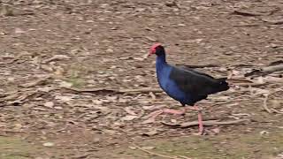 The Purple swamphen bird Ambarvale Australia [upl. by Kev432]