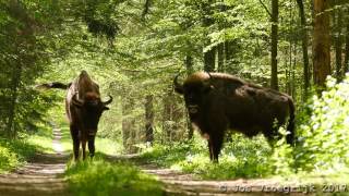 Bison bonasus Wisent Eurpean bison Zubr primeval forest [upl. by Adlay145]