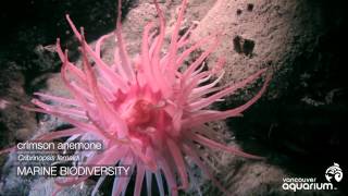 Spotlight on Howe Sound Marine Life Anemones [upl. by Yarahs928]