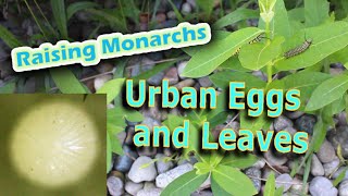 Raising Monarchs  Urban Eggs and Leaves Help The Monarch Butterfly [upl. by Beattie154]