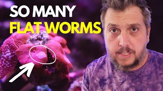 How I Got Rid of Flat Worms in My Reef Aquarium Cleaning Corals [upl. by Ettezzus]