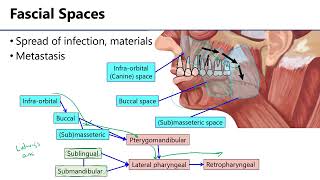 LO4 Facial Fascial Spaces [upl. by Atniuqal]