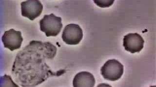 Crawling Neutrophil chasing bacterium Fagocitando bacteria [upl. by Lucienne]