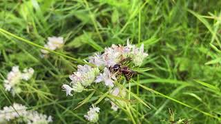 Narrow leaved mountain mint Pycnanthemum tenuifolium [upl. by Yeoz]