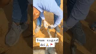 Team  csgrd dei 🙏 🚩 viralvideo animalhelpine animals animallover saveanimallife dogrescue [upl. by Enovahs691]