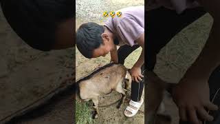 Fany comedy video 🤣🤣🤣 YouTube shorts [upl. by Nirhtak]