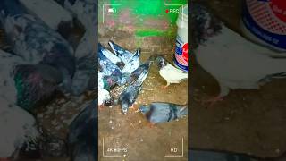 pigeon videos shorts [upl. by Arehc]