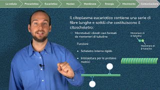 La cellula Eucariotica e i suoi Organuli  Parte 2 vacuolo mitocondrio cloroplasti [upl. by Trilly]