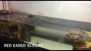 redeared slider is laying eggs crittercamera [upl. by Einhpets960]