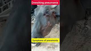 Drenching pneumonia l Dr Umar Khan [upl. by Ayhay705]