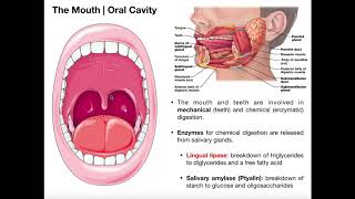 Anatomy amp Physiology of the Oral Cavity amp Pharynx [upl. by Anij]