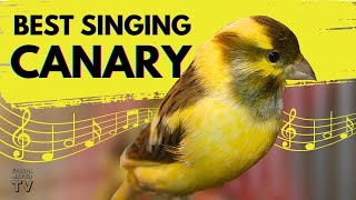 Canary Singing birds sounds at its best  Melodies Canary Bird song  Training Video [upl. by Wylen]