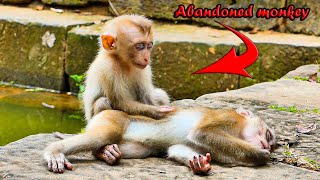 Livestream ITS nap time Sibling abandoned monkeys gets tired amp sleep on stone 💞💞💞 [upl. by Janina]