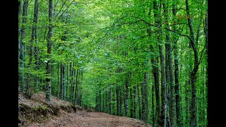 O espetáculo das faias em Manteigas serra da Estrela [upl. by Hagood799]