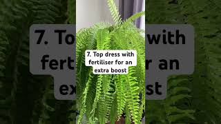 10 Laws of Boston Fern Care ferncare bostonfern ferns [upl. by Harac272]