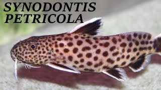 AQUARIUM CATFISH SYNODONTIS PETRICOLA [upl. by Lorain]