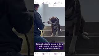 Cachorro Pede Ajuda Do Alto Da Janela De Prédio Abandonado [upl. by Aliekahs]