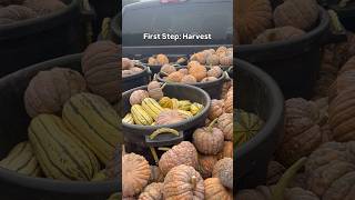 Processing Delicata Squash Seeds on Our Farm agriculture process garden [upl. by Nerrat700]