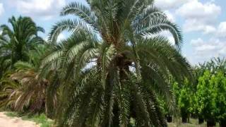 Palms for Sale in Clermont FL [upl. by Wey]