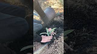 Planting Agave from Seed [upl. by Brodie706]