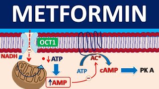 Metformin  Mechanism precautions side effects amp uses [upl. by Ydnir]