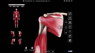 Supraspinatus  bovendoornspier [upl. by Jasik211]