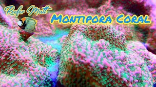 Montipora Coral Care in The SPS Reef Tank [upl. by Eerehc]