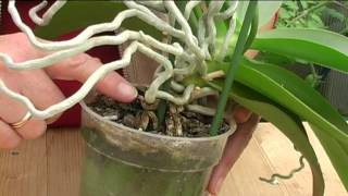 How to Grow Orchids [upl. by Vigen]