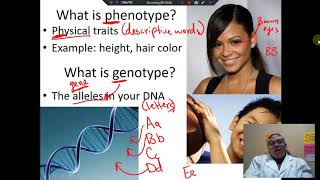 Alleles Genotypes and Phenotypes [upl. by Irab]