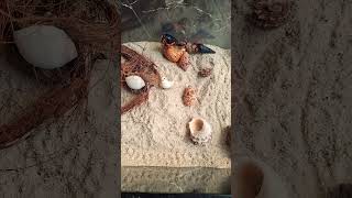 The hermit crabs are happy use clean sand [upl. by Adlesirhc]