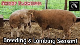 Sheep Farming Breeding amp Lambing Season September 30 2022 [upl. by Errised]