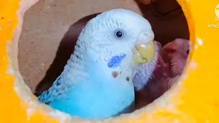 🐦 Happy Budgies Family Fun Subscribe to Budgies Hut 🛖 for Endless Entertainment 🌈👨‍👩‍👧‍👦 [upl. by Bullough]