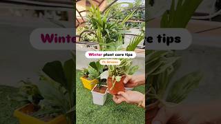 Winter plant care tips plantsgardengardening trending winter ytshort [upl. by Eon684]