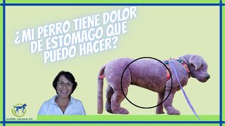 😨😨¿DOLOR DE ESTOMAGO en tu MASCOTA y qué puedes hacer ❗❗ [upl. by Initirb]