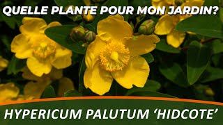 LE MILLEPERTUIS ou HYPERICUM PALUTUM HIDCOTE  Quelle Plante Pour Mon Jardin [upl. by Micah]