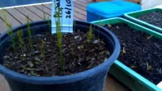 Growing asparagus from seed 3 month update From wwwagathescom [upl. by Eecyak]