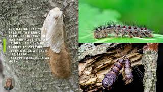 HCA Insider How to Burlap against Gypsy Moths Lymantria dispar [upl. by Alih]