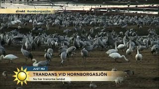 Nu dansar tranorna vid Hornborgarsjön  Nyhetsmorgon TV4 [upl. by Gottlieb172]