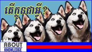 តើក្លូនជាអ្វីWhat is a clone [upl. by Aneloj]